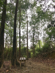 Peaceful forest scene with a wooden bench along a quiet nature trail.