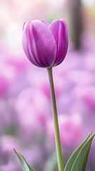 Fototapeta premium Single Purple Tulip in Soft Focus Field