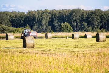 Haymaking process: a baling machine collects dried grass and creates dense, round hay bales tied with twine. This efficient farming method simplifies storage and transportation of animal fodder.