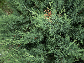 Green Pine Needles Close-up