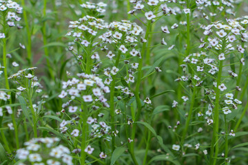Naklejka premium green grass in spring