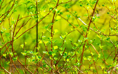 Fototapeta premium Close-up of fresh green leaves blooming on a branch in early spring