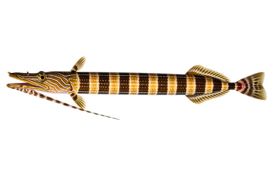 Striped whiptail marine fish with long body and sharp snout on isolated background