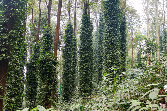 Coffee plantation in Araku valley. Black pepper plants, Nature landscape.