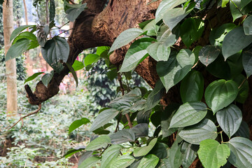 Leaves of Betel Pepper or Wild Pepper. Fresh green betel plant with glossy leaves, lush foliage.
