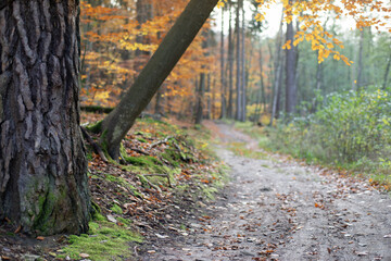 Malownicza leśna droga w lesie liściastym jesienną porą roku © qrrr
