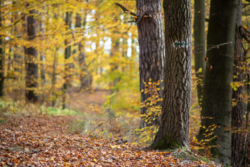 Piękna słoneczna jesień na leśnej wytyczonej ścieżce szlaku turystycznego