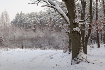 Śnieżna zima - las i droga przykryta białym puchem