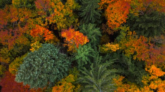 Mixed forest in the Heutal, Austria, showing strong seasonal color contrast in alpine terrain. Aerial