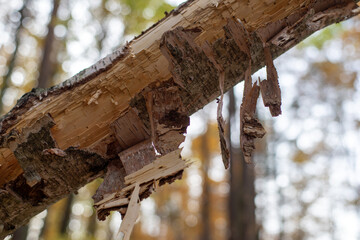 Odpadająca od pnia uszkodzonej chorej brzozy kora  © qrrr