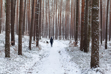 Leśny zimowy popołudniowy spacer z psem