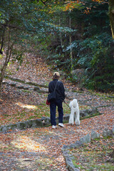 Fototapeta premium 秋の公園で犬を連れて散歩する女性の姿と紅葉の風景