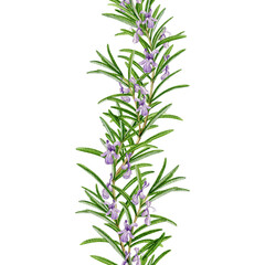 Rosemary herb seamless border watercolor illustration isolated on white background. Fresh organic rosemary plant decoration element for culinary, seasoning, aromatherapy and medicinal design