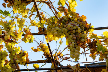 Clusters of ripe green grapes hanging from a vineyard trellis against a clear blue sky, illuminated by sunlight, with autumn leaves and vines.