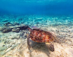 Green turtle swimming in the tropical water of Caribbean Sea