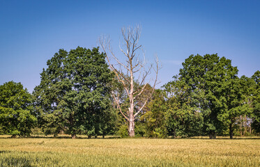 Obraz premium Dried tree on a field near Wrzosowo village in West Pomerania region of Poland