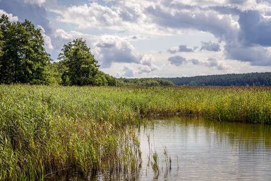 Reed on a shore of Lake Wigry in Rosochaty Rog, small village in Podlasie region of Poland