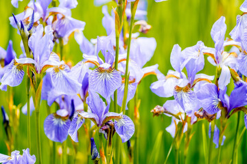Purple lily blossoms. Close-up of a flowering plant.
