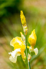 Yellow lily blossoms. Close-up of a flowering plant.
