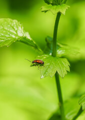 Lily beetle on a green leaf. Close-up of the insect. Lilioceris lilii.
