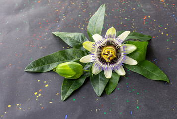 Passion flower (Passiflora caerulea) leaf in a tropical garden. Beautiful passion fruit flower or Passiflora (Passifloraceae).