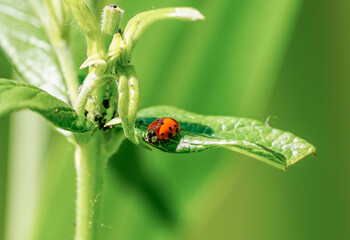Ladybug on a leaf in nature. Close-up of the insect against a green background.

