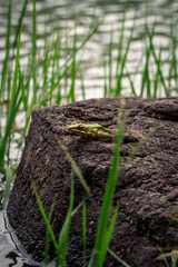 white lipped frog on rock