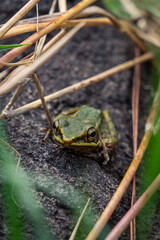 white lipped frog on rock