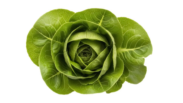 Fresh green butter lettuce isolated PNG, vibrant leafy vegetable for healthy eating and salad preparation on transparent background