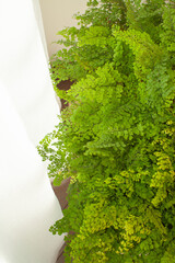 窓辺の観葉植物