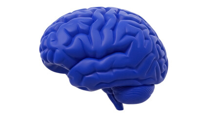 Blue human brain model isolated PNG, anatomical organ for medical study and science education on transparent background