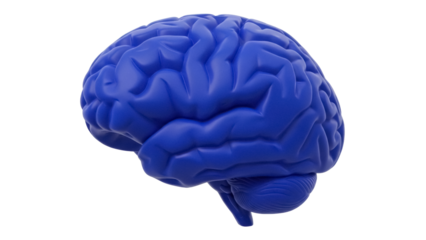 Blue human brain model isolated PNG, anatomical organ for medical study and science education on transparent background