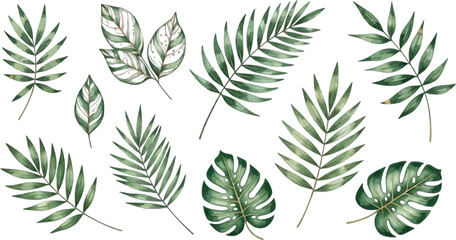 Collection of detailed tropical fern leaves and foliage on transparent background