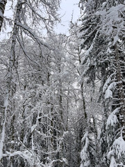 Immersive Winter Wonderland Dense Forest Scene