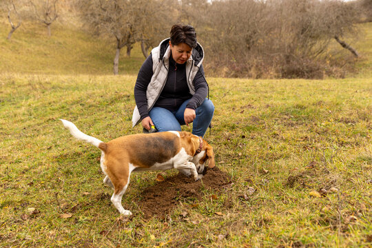 Woman and beagle dog digging outdoors