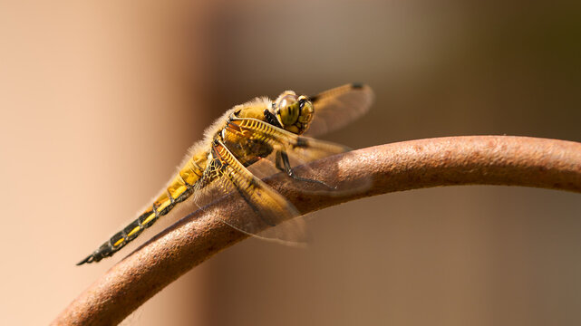 Vierfleck Libelle, Libellula Quadrimaculata