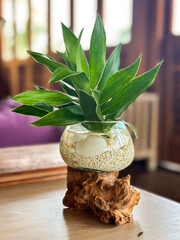 Green Plant in Glass Vase on Natural Driftwood Art