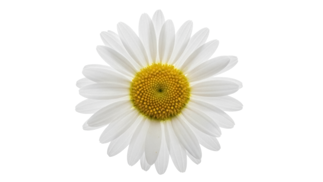 Beautiful daisy flower isolated PNG on transparent background, close-up of a vibrant yellow center and delicate white petals for design use - Powered by Adobe