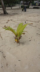 plant in the sand