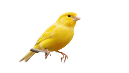 Bright yellow canary bird PNG isolated on transparent background, small pet perched on a branch for design use