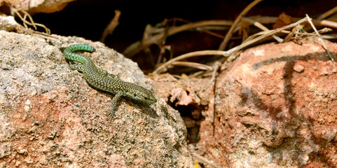 Brilleneidechse // Menorca Wall Lizard, Moroccan rock lizard (Scelarcis perspicillata perspicillata) - Menorca, Balearen, Spanien
