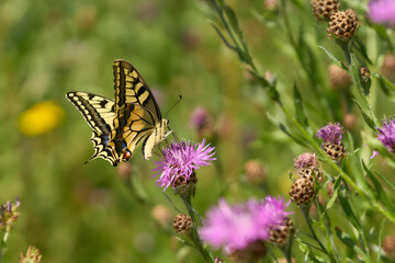 Schwalbenschwanz, Schetterling, Papilio Machaon