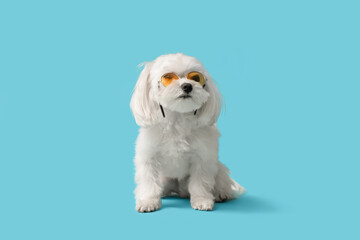 Cute Bolognese dog in sunglasses on blue background