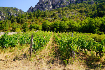 Naklejka premium french vineyard rows and lush forest under rocky mountain cliffs in france