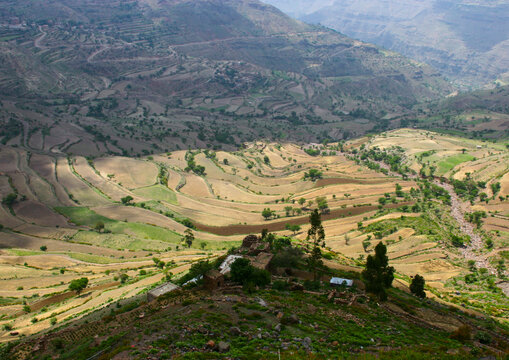 Terraces planted with cereals, Ibb Governorate, Jibla, Yemen
