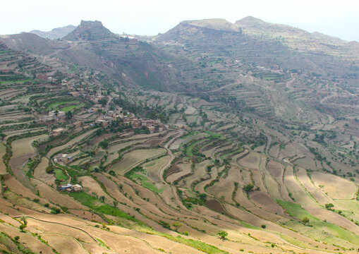 Terraces planted with cereals, Ibb Governorate, Jibla, Yemen