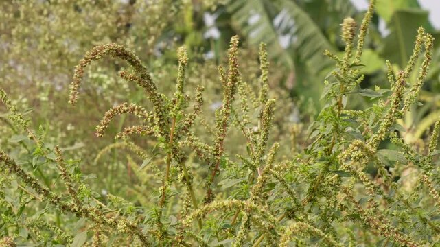 Amaranthus also known spiny amaranth, Amaranthus spinosus or Palmer amaranth