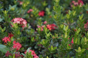 Obraz premium Vibrant Red and Pink Ixora Coccinea Cluster Amidst Dark Green Foliage: A Detailed Full-Frame Close-up of Dense Tropical Flowers, Reflecting the Beauty of a Lush, Colorful Garden