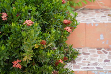 Vibrant Red and Pink Ixora Coccinea Cluster Amidst Dark Green Foliage: A Detailed Full-Frame Close-up of Dense Tropical Flowers, Reflecting the Beauty of a Lush, Colorful Garden