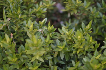 Vibrant Red and Pink Ixora Coccinea Cluster Amidst Dark Green Foliage: A Detailed Full-Frame Close-up of Dense Tropical Flowers, Reflecting the Beauty of a Lush, Colorful Garden
